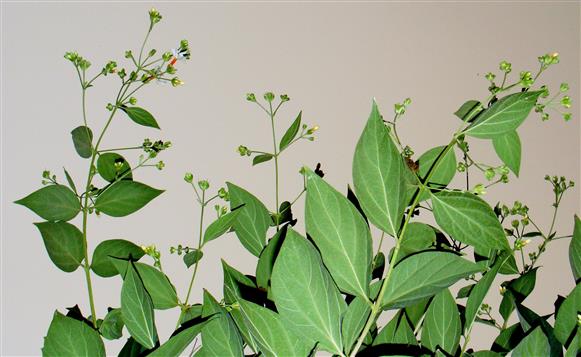 Nyctanthes arbor-tristis